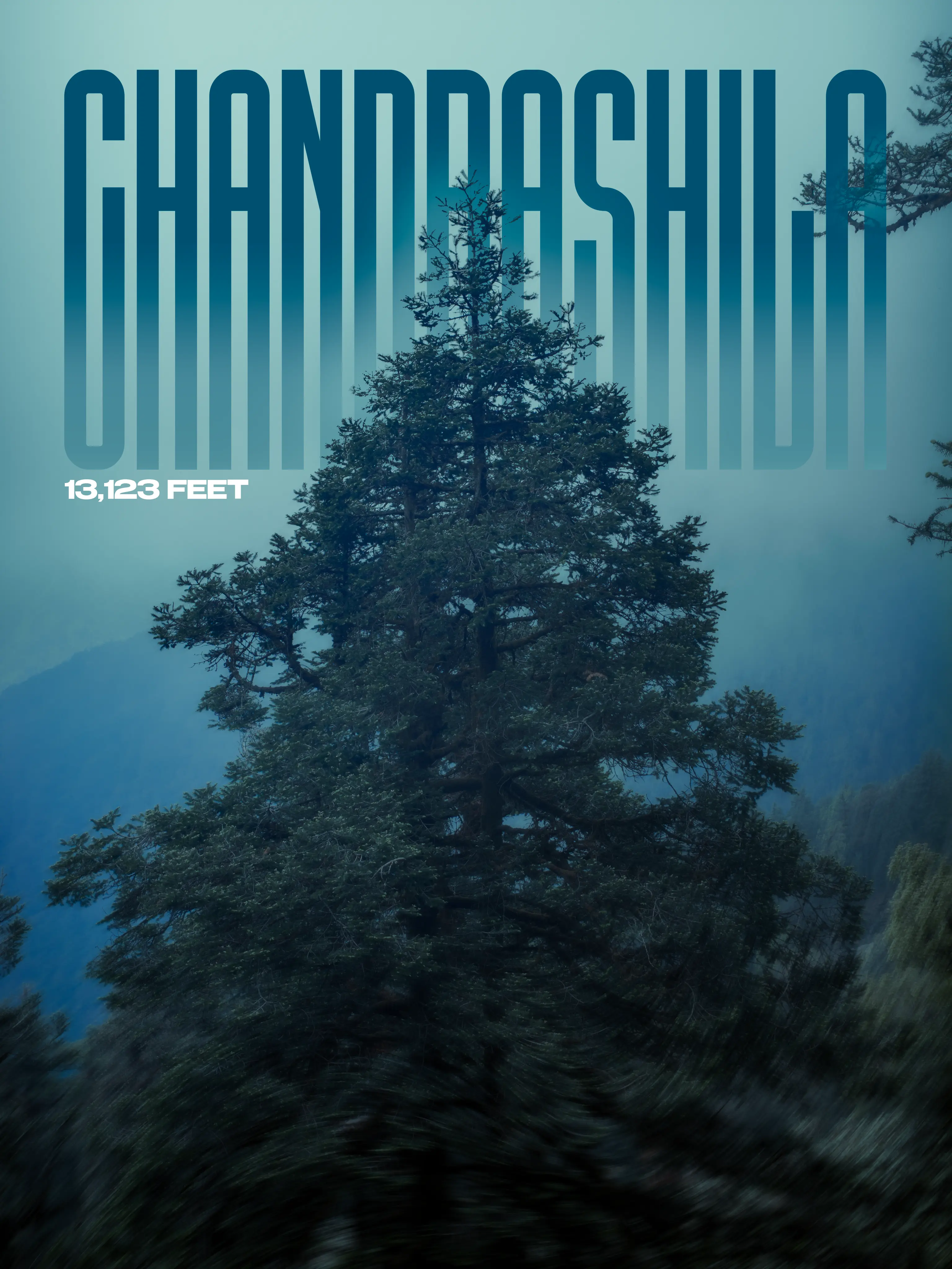 Chandrashila Trees at 13,123 Feet